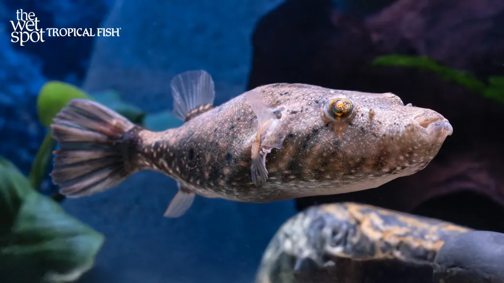 Arrowhead Puffer (Pao suvattii)