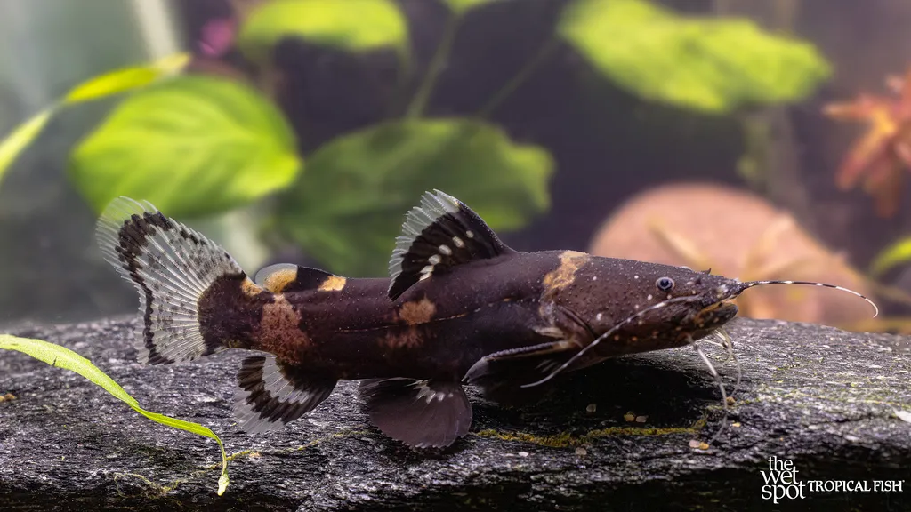 Asian banjo catfish (Acrochordonichthys rugosus)