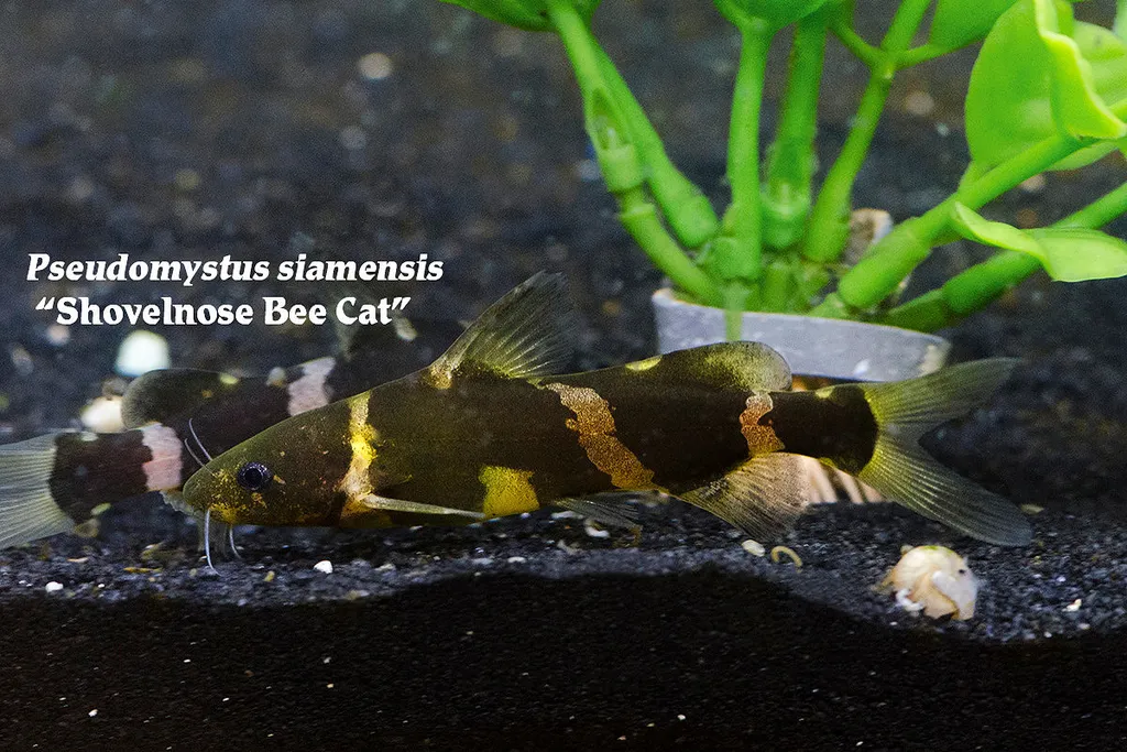 Asian bumblebee catfish (Pseudomystus siamensis)