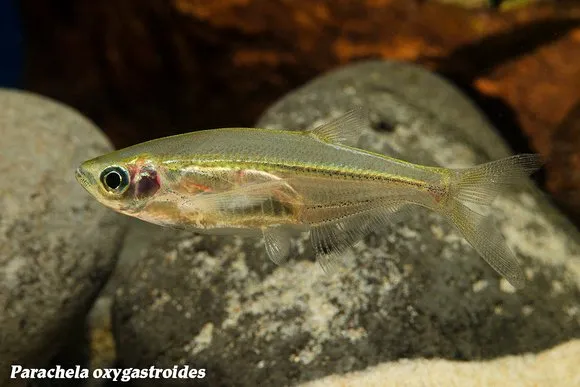 Asian glass hatchetfish (Parachela oxygastroides)