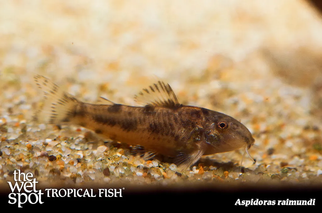 Aspidoras Cory-Cat (Aspidoras raimundi)