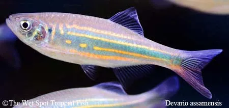 Assam giant danio (Devario assamensis)