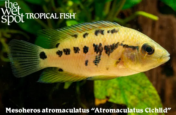 Atromaculatus cichlid (Mesoheros atromaculatus)