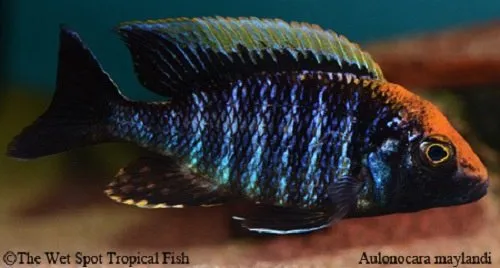 Sulfurhead peacock (Aulonocara maylandi)