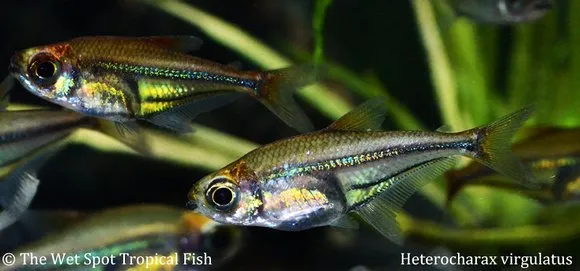Azure tetra (Heterocharax virgulatus)