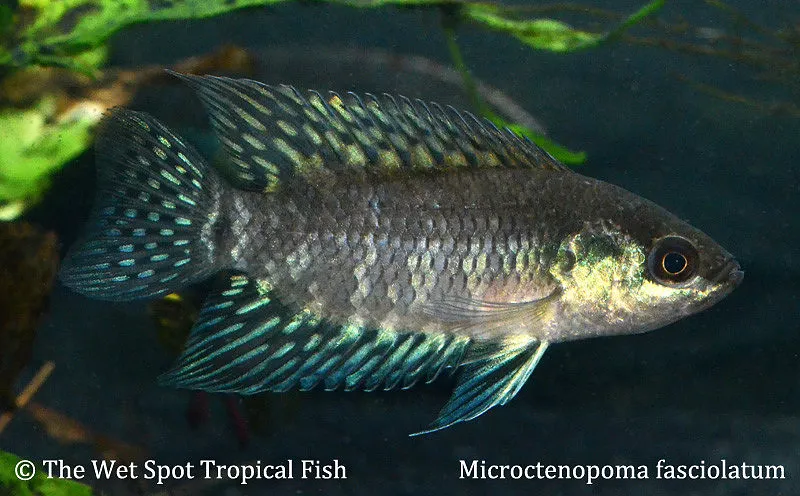 Banded bushfish (Microctenopoma fasciolatum)