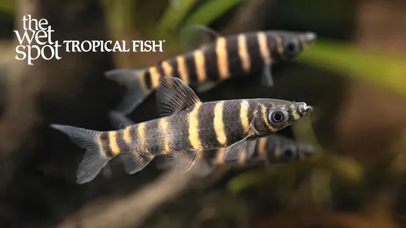 Banded headstander (Synaptolaemus latofasciatus)