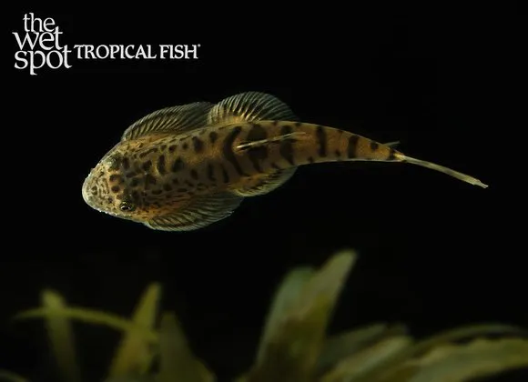 Banded hillstream loach (Pseudogastromyzon fasciatus)