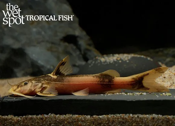 Banded sisorid catfish (Glyptothorax buchanani)