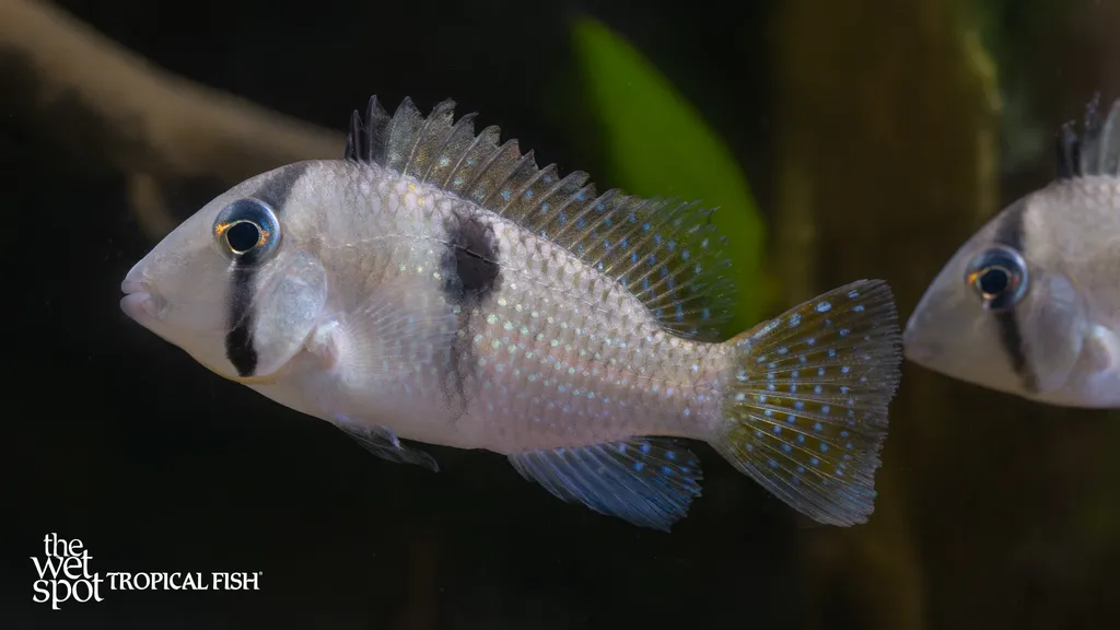 Bandit cichlid (Guianacara geayi)