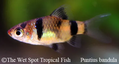 Bandula barb (Pethia bandula)