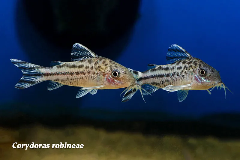 Bannertail cory (Brochis robineae)