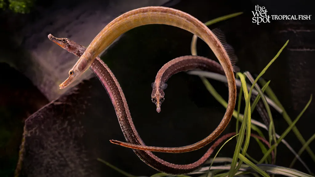 Barhead pipefish (Microphis leiaspis)