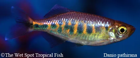 Barred danio (Devario pathirana)
