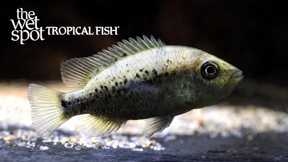 Barton's cichlid (Herichthys bartoni)