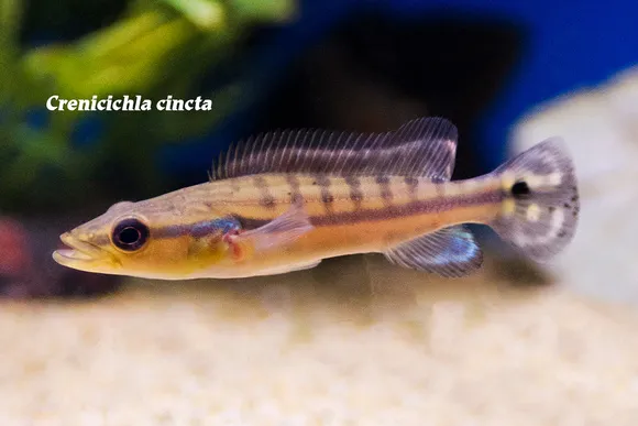 Belted pike cichlid (Lugubria cincta)