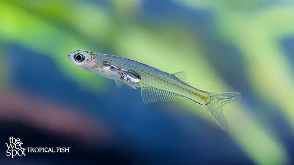 Bengal glass danio (Danionella priapus)