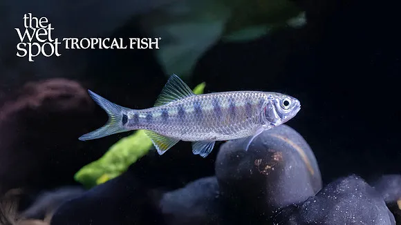 Bernatzik's baril (Opsarius bernatziki)