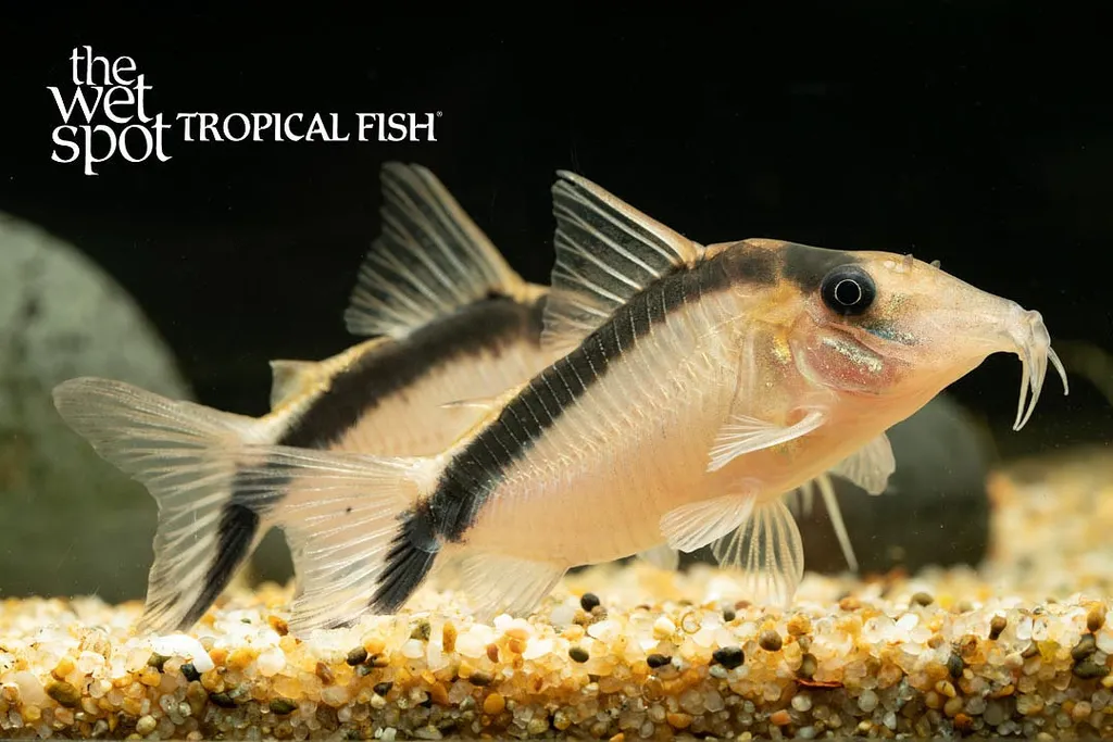 Bethan's cory (Brochis bethanae)