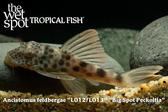 Big spot pleco (Ancistomus feldbergae)