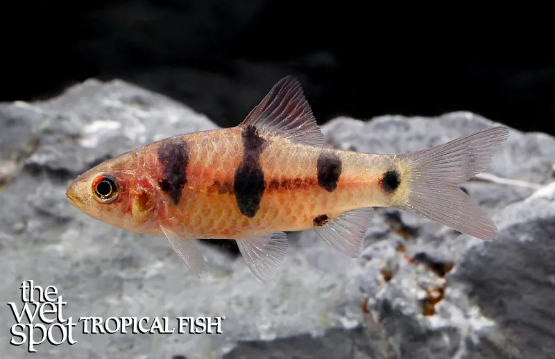 Clown barb (Barbodes dunckeri)