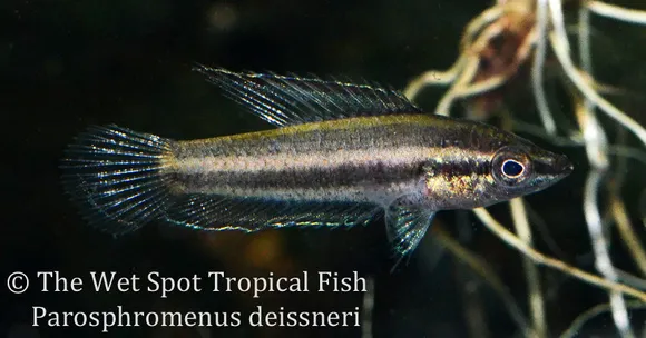 Bintan licorice gourami (Parosphromenus bintan)