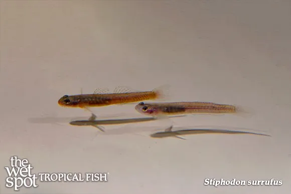 Birdsong goby (Stiphodon surrufus)