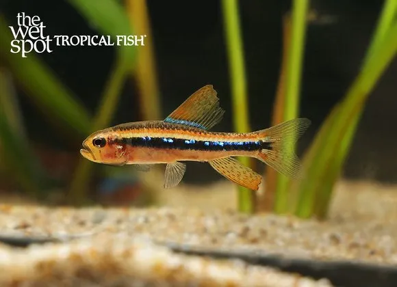 Black darter tetra (Poecilocharax weitzmani)