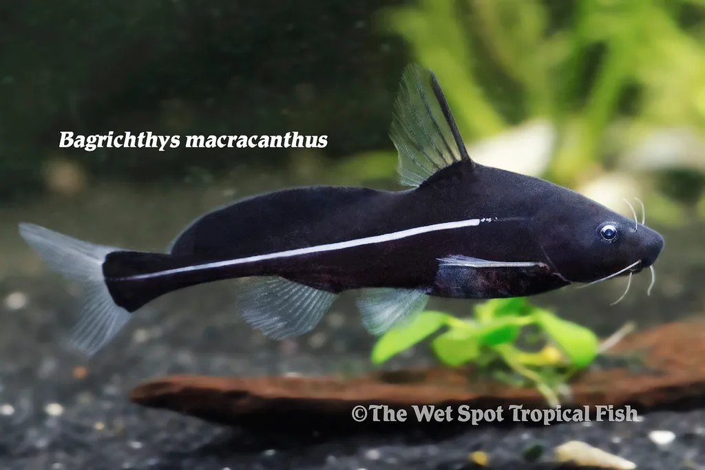 Black lancer catfish (Bagrichthys macracanthus)