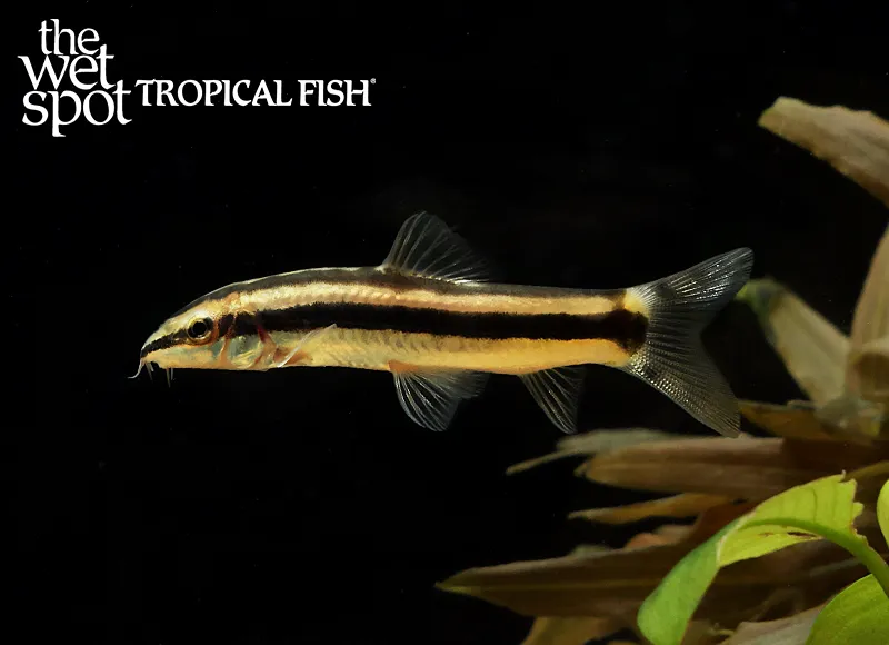 Black-lined loach (Ambastaia nigrolineata)
