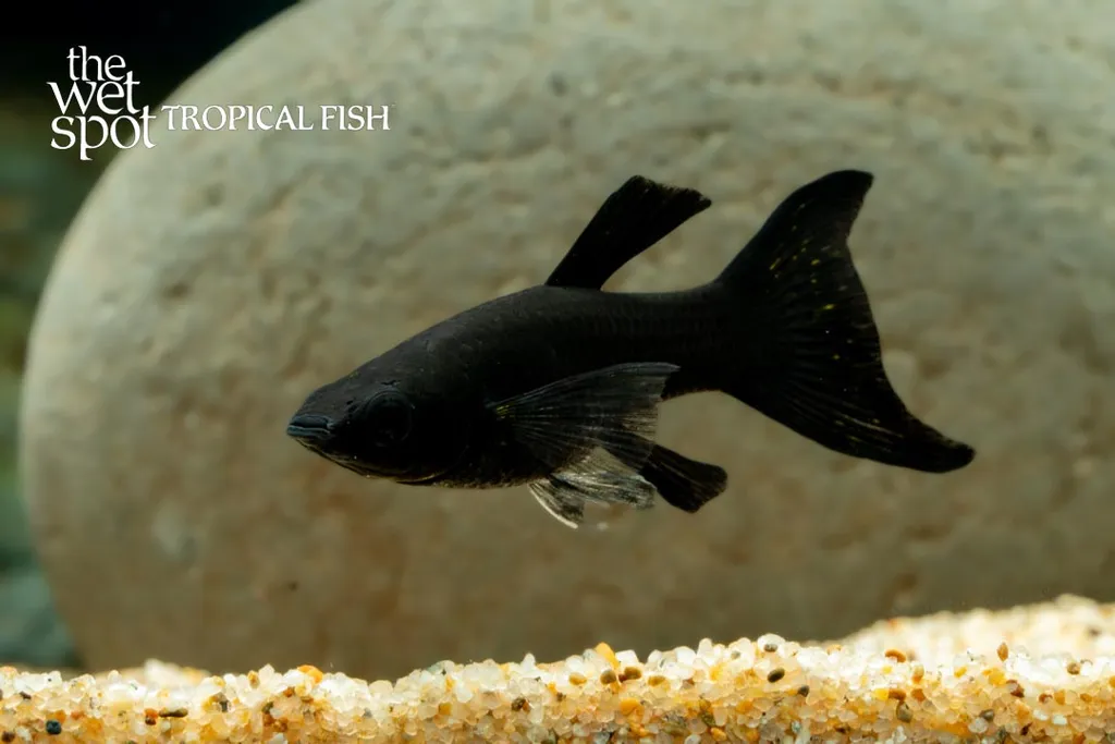 Black molly (Poecilia sphenops)