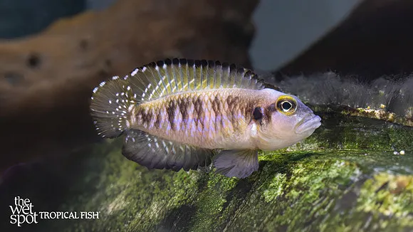 Black ocellatus (Lamprologus speciosus)