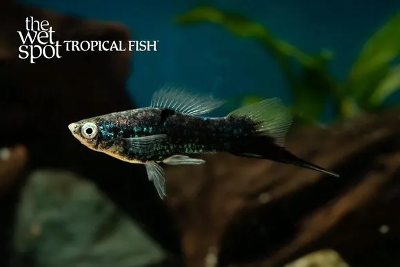 Black swordtail (Xiphophorus hellerii)