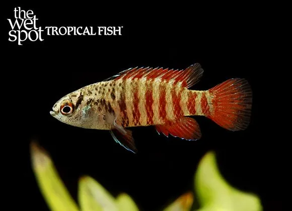 Black tiger dario (Dario tigris)