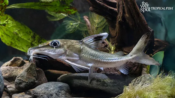 Black-top mouse catfish (Hassar orestis)