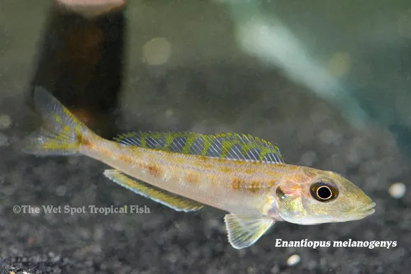 Blackchin sand diver (Xenotilapia melanogenys)