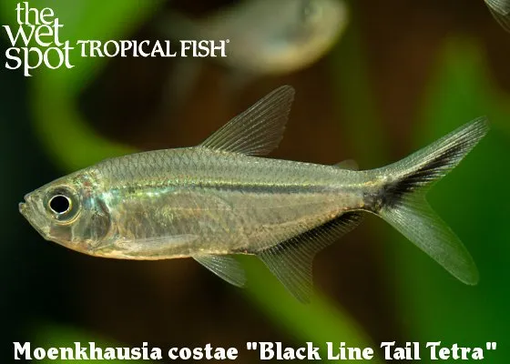 Costae tetra (Moenkhausia costae)