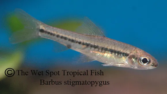 Blackspot dwarf barb (Enteromius stigmatopygus)