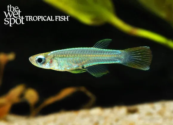 Blackspot lampeye (Poropanchax stigmatopygus)