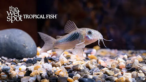 Blackstripe cory (Hoplisoma bondi)