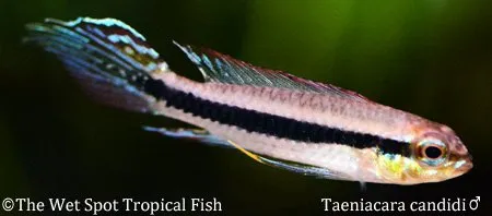 Blackstripe dwarf cichlid (Taeniacara candidi)