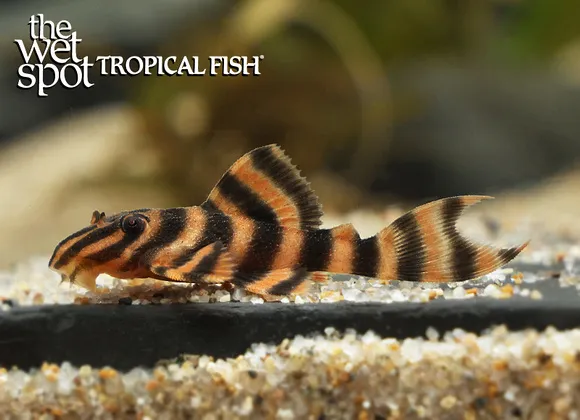Bloodred tiger pleco (Panaqolus claustellifer)