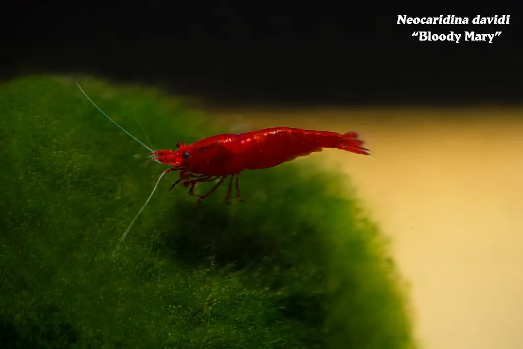 Bloody Mary Shrimp (Neocaridina davidi)