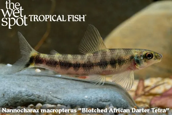 Blotched darter tetra (Nannocharax macropterus)