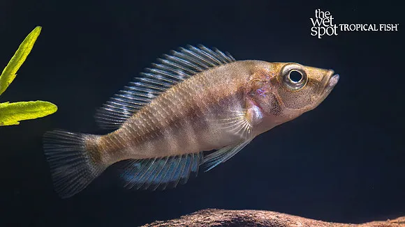 Blue-eyed Tropheus (Tropheus brichardi)