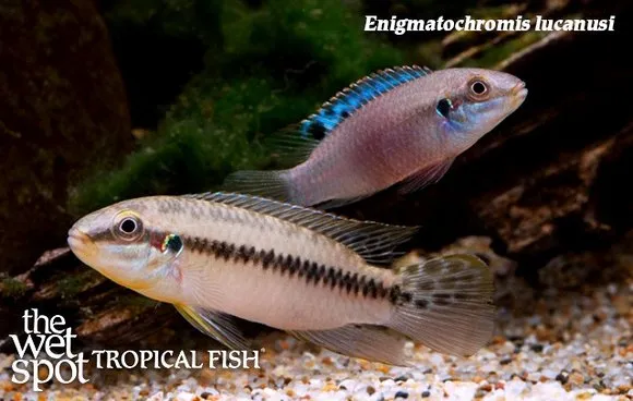 Blue fin roloffi (Enigmatochromis lucanusi)