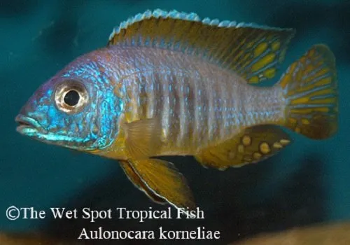 Blue gold peacock (Aulonocara korneliae)