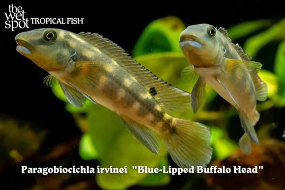 Blue-lipped buffalo head (Paragobiocichla irvinei)