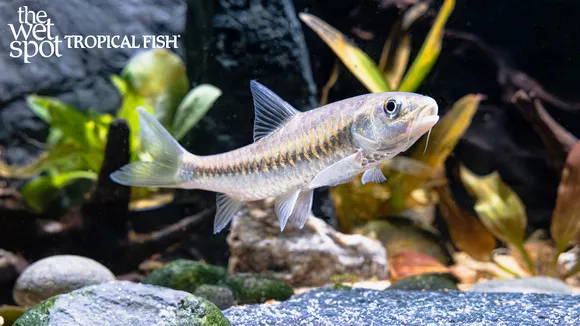 Stracheyi mahseer (Neolissochilus stracheyi)