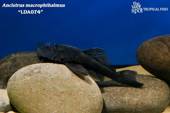 Blue medusa pleco (Ancistrus macrophthalmus)